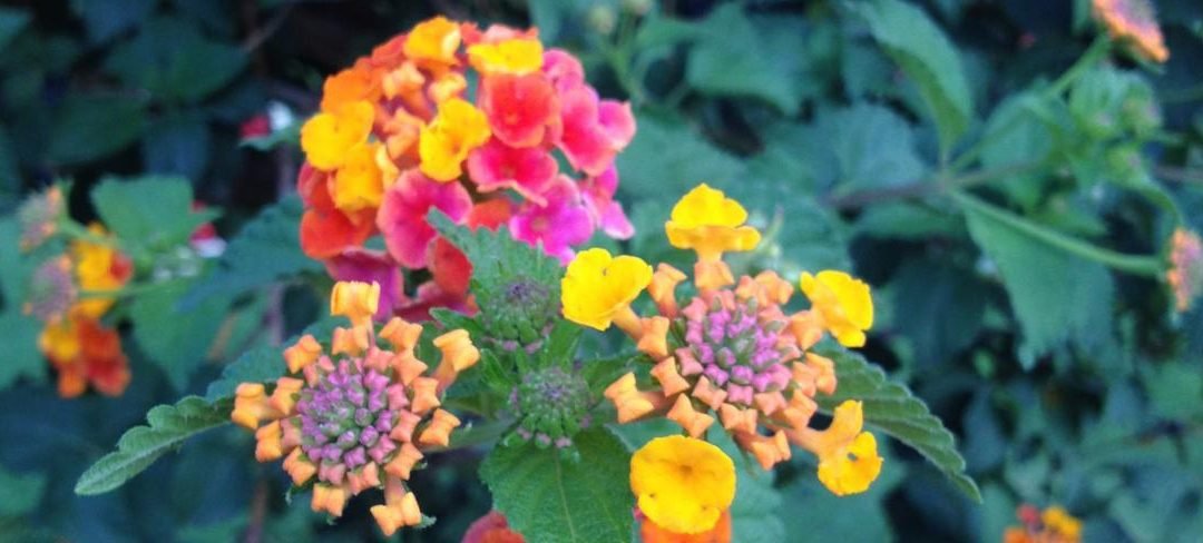 Auf OKiTALK – Petra Monika Ruschp – Das Geheimnis Deiner Geburtszahlen – 11.11.2021