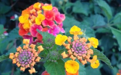 Auf OKiTALK – Petra Monika Ruschp – Das Geheimnis Deiner Geburtszahlen – 11.11.2021